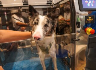 ¿Tu perro se rasca más de lo normal? La «epidemia silenciosa» que afecta a las mascotas de ciudad