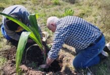 San Vicente: Bajo la consigna » verde es vida» se realizará una nueva jornada anual del árbol, con entrega gratuita de plantas