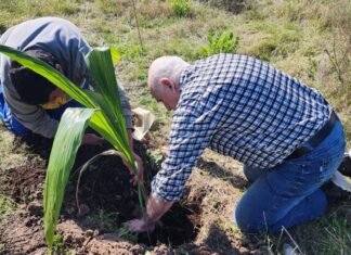 San Vicente: Bajo la consigna » verde es vida» se realizará una nueva jornada anual del árbol, con entrega gratuita de plantas