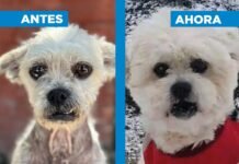 Zoonosis Brown presentó la historia de «Arturo», un perro rescatado que vive en Bariloche con su nueva familia