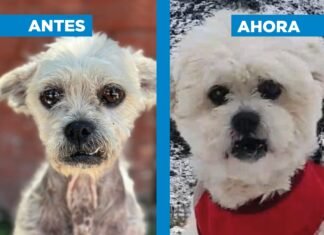 Zoonosis Brown presentó la historia de «Arturo», un perro rescatado que vive en Bariloche con su nueva familia