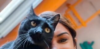 La revolución felina: del patio al centro de la casa y los secretos para su bienestar integral