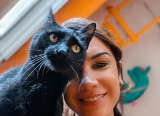 La revolución felina: del patio al centro de la casa y los secretos para su bienestar integral