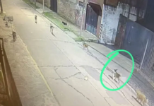 Vecinos de Llavallol, Turdera y Temperley juntan firmas tras recurrentes ataques de una jauría