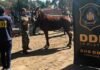 Operativo rural: recuperaron en el Conurbano cinco caballos de polo robados en Cañuelas