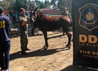 Operativo rural: recuperaron en el Conurbano cinco caballos de polo robados en Cañuelas