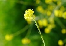 Agrarias UNLZ evalúa el potencial de la mostaza india para impulsar una agricultura más sostenible
