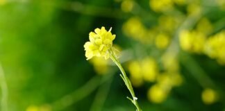 Agrarias UNLZ evalúa el potencial de la mostaza india para impulsar una agricultura más sostenible